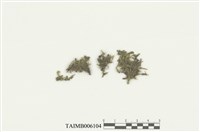 藏品(異萼蘚屬)的圖片